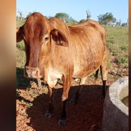 RIFA DE UMA VACA