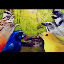 Sertãozinho e Região 🐦🦅