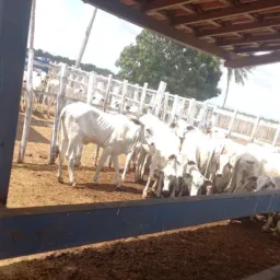 Vendas de animais