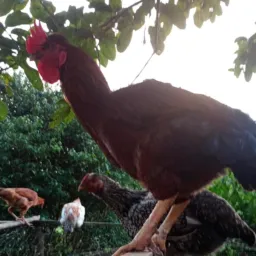 Venda de Animais Ipiranga PR 🐓🐓