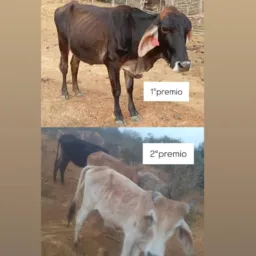Rifa da novilha com garrote 🐄🐂