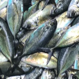 Grupo inteligente JD de peixe