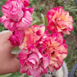 Iara rosas do deserto