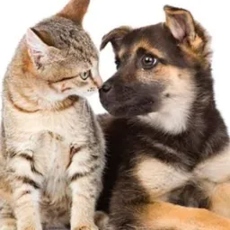 Doacao d animais bv ms