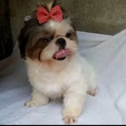 Doações e Resgates de animais.