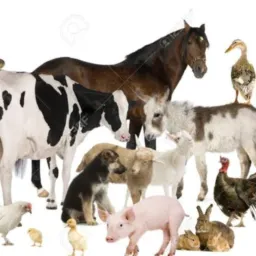 Compras e vendas de animais 🐰🐴🐮🪿🐦‍⬛🦆