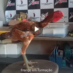 1️⃣4️⃣0️⃣MEGA RIFA CRIATÓRIO XAVIER APARECIDA DE GOIÂNIA