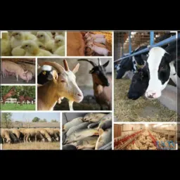 PRODUTOS AGRO PALMAS-TO 🐄