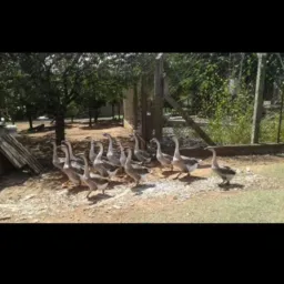Vendas. Animais. Região porto alegre Rs