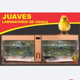 JUAVES Laboratório de choca🐔🥚📚