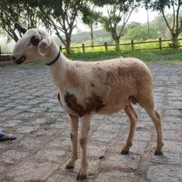RIFA-SE UM CARNEIRO