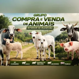 Compra e vendas de animal região de Iranduba