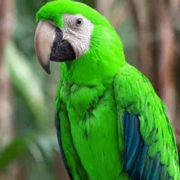 Criador de aves e Dogs