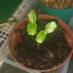 Vendas de plantas vg cba✅