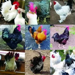 🦅avicultura 🦆bauru e regiões 🐓🐥