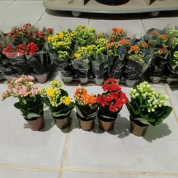 Olx Plantas e Hortaliças