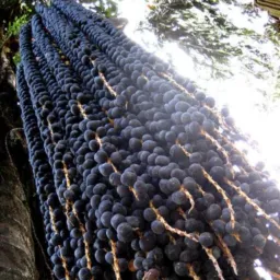 Açaí do Francisco TBT🛵