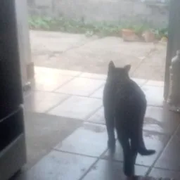🦁 GRUPO PET BOTUCATU 🦁 [ GRUPO de PROTEÇÃO e DEFESA ANIMAL em GERAL