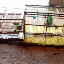 Rifa de um casal de Coleiros 🐦🐦