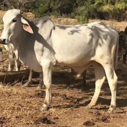 Foto das 🐮