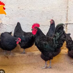Vendas dê galinha 🐔🐔 capoeira Penedo Alagoas regiões