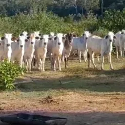 Venda colina e região