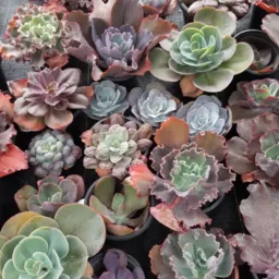 101 Suculentas 1/ VENDAS 🌵