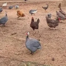 PEDACINHO DO CÉU/ VENDAS DE AVES 🐓🦃🪿🦆🐥🦚Coari-Am