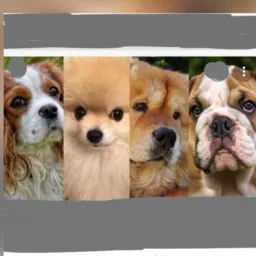 🦋venda de todos os tipos de animais🐶🐰🐻❄️🐵🐒🐤🦆🐱🦊🐨🐷🐔🦅🦎🐍🐟🦞