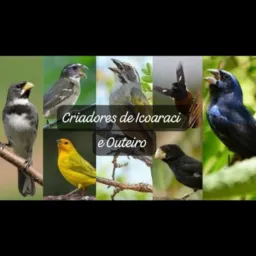 🗽Criadores de ICOARAÇI e OUTEIRO🎶🐦⬛