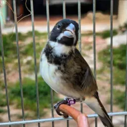 🪹 AVES COMPRAS E VENDAS 