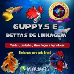 Gupies e Bettas Vitória