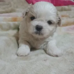 🍀Rifa Lhasa Apso macho 🍀