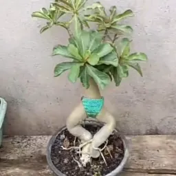 Somente plantas ๐ซฐ๐น๐ฑ๐ชท๐๐บ๐ท๐ธ๐ชธ๐พ๐๐ท๐ชดโ๏ธ๐ด๐ด๐ด๐ชป๐ชป๐ธ๐ธ๐ชธ๐ชธ๐ชธ๐พ๐๐๐ท๐๐venda &troca de plantas ๐๐น๐น๐น๐๐๐