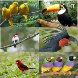 Passaros & cia ❤🦜🕊🦅🦚🐓🦃🦢🦆🦩
