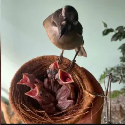 Rolo o Vendas de aves jf ✅