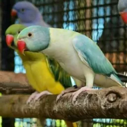 Só▪︎Ringneck▪︎com▪︎Preço▪︎ES