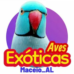 Aves exóticas Maceió-AL