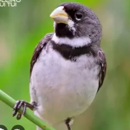 RIFAS DA AVES PEQUENA DOS SUL DE MINAS 🐦⬛🕊️