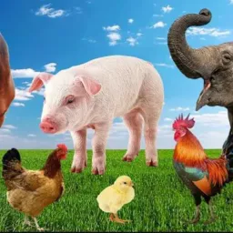 Grupo de animais em JF e região