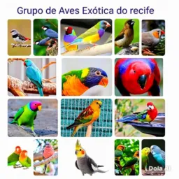 AVES EXÓTICASS