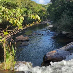 OLX MORRO DO PILAR VENDAS E CATIRAS A VONTADE