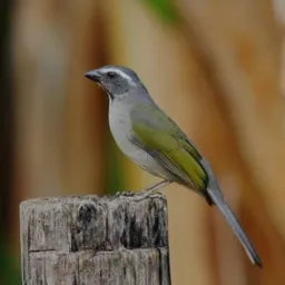 Serra Vix coleirosxtrinca