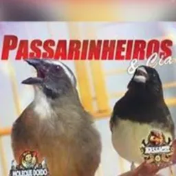 PASSARINHEIROS DDD 312️⃣