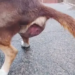 COM TUMOR ENORME