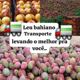 Leu bahiano transporte de cargas na caxaria..