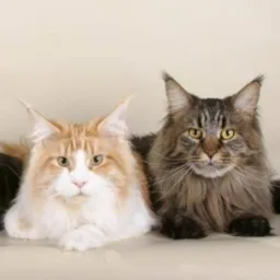 GATOS PELUDOS