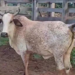 VACA AMOJADA 45 $🐂