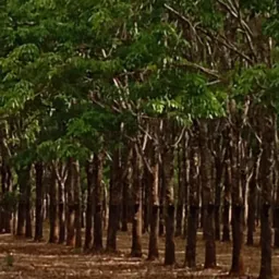 Seringal de Goiás e região 🌱🌴