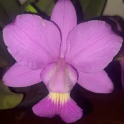 🌸🌷🌵Orquídeas , rosas do deserto e muito mais.🌸🌹